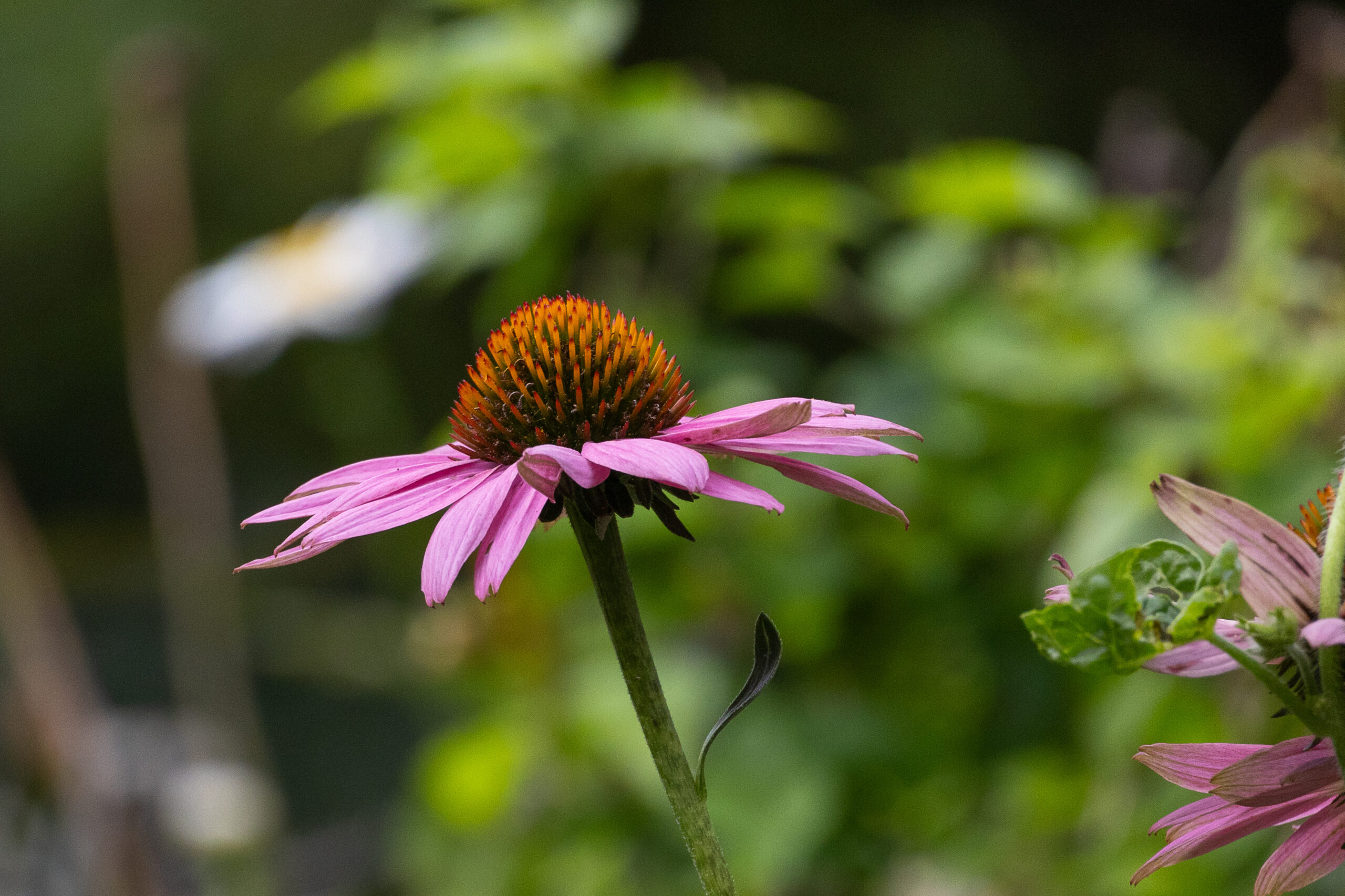 Fleur violette d'échinacée