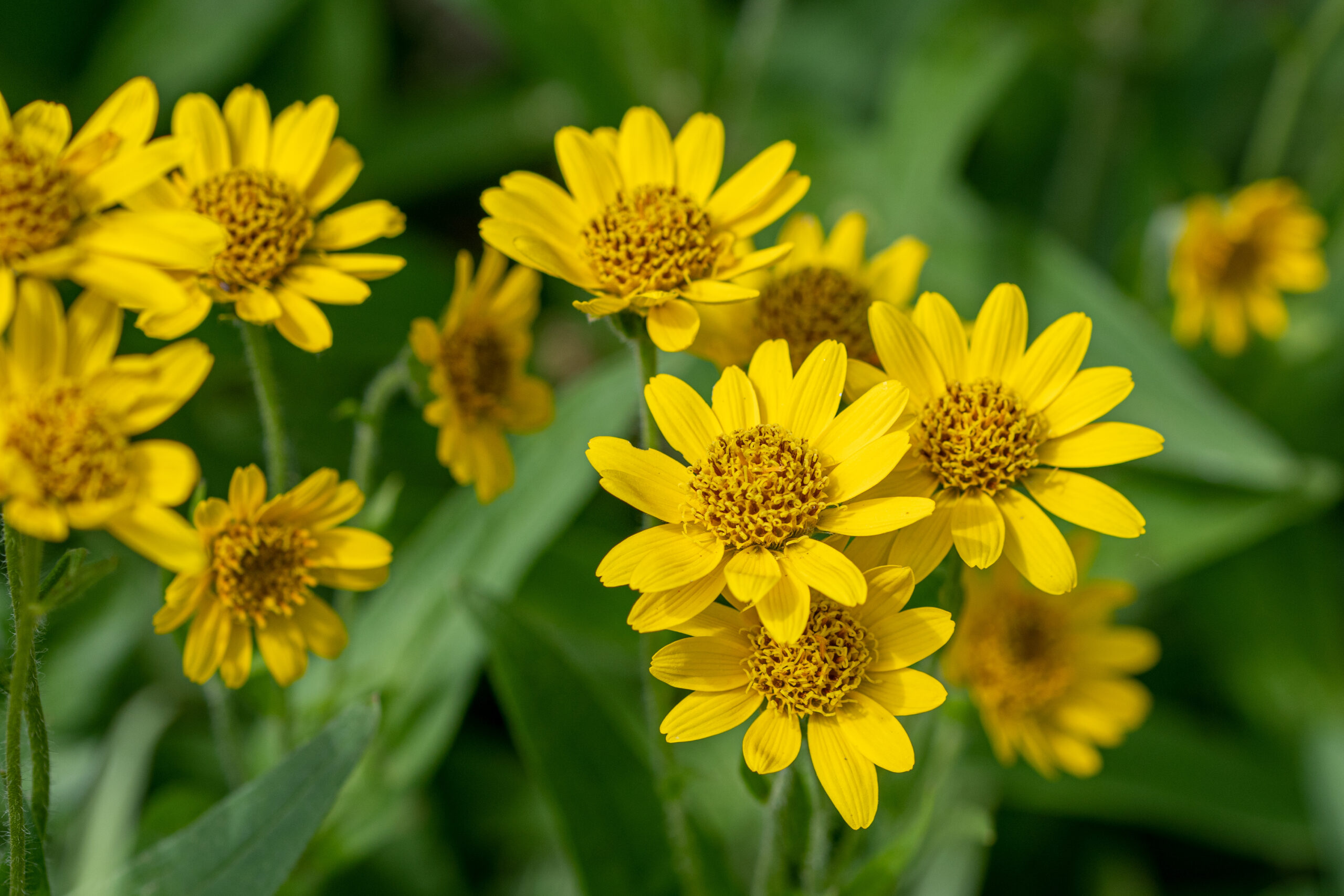 Fleur d'Arnica montana