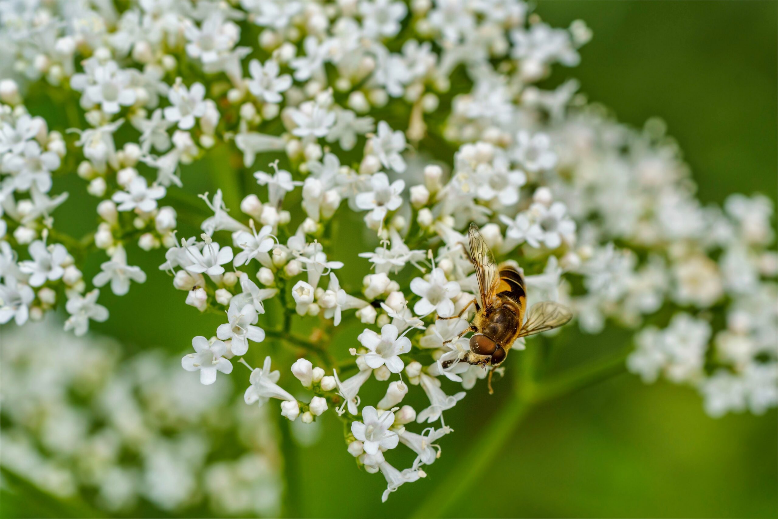 Fleurs de valériane (Valeriana officinalis), plante traditionnellement utilisée pour la détente